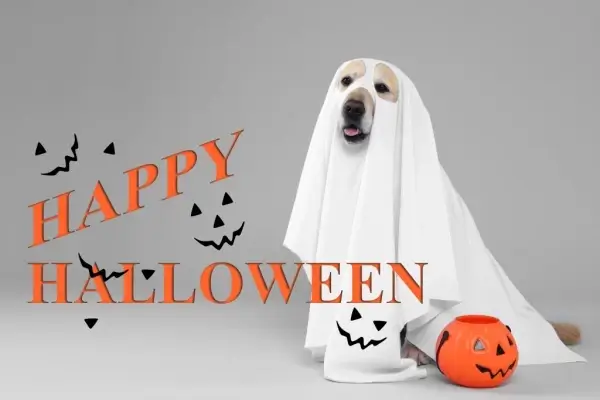 Happy Halloween from Standard Home Loans LLC